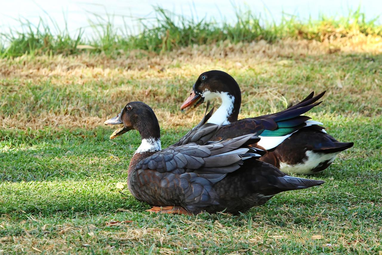 The Duck Inn Apartments Tamworth Luaran gambar
